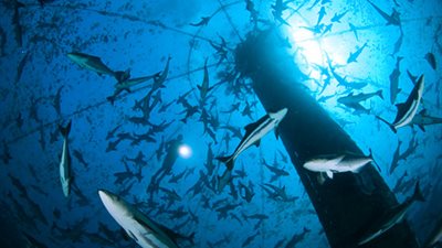 إسرائيل تنشئ مزرعة أسماك جديدة بجنوب نيجيريا