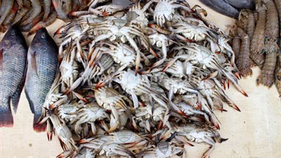 الكابوريا تسجل 50 جنيها بسوق العبور