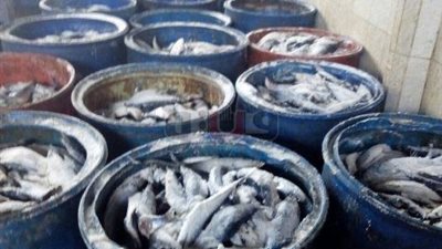 التحفظ على 2 طن رنجة مجهولة المصدر في فاقوس (صور)