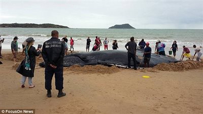 بالفيديو والصور.. رواد شاطئ يساعدون حوتا للعودة إلى المياه