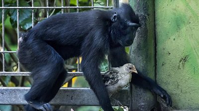 بالفيديو والصور.. قرد يتبنى دجاجة في قفصه