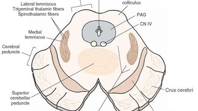العلماء يحددون آلية تساعد على منع الأفكار غير المرغوب فيها