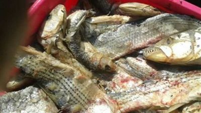 ضبط 16 طن فسيخ ورنجة فاسدة في الجيزة.. والمحافظة تعلن الطوارئ