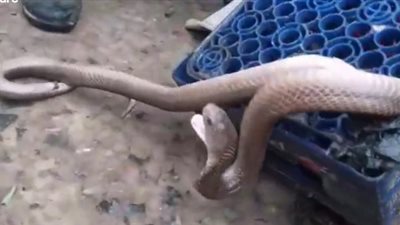 لحظة تحرير كوبرا من الموت بسكين حاد (فيديو)