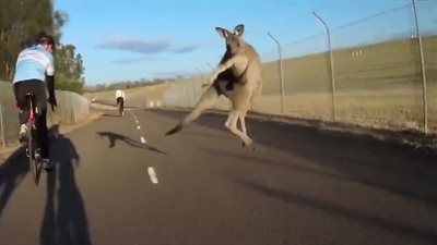 كنغر يفاجئ راكب دراجة بهجوم غير متوقع (فيديو)
