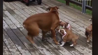 موقف غريب لجراء يحاولون الرضاعة من والدهم (فيديو)