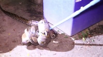 ثعبان ضخم يحتل حمام منزل امرأة عجوز (فيديو)