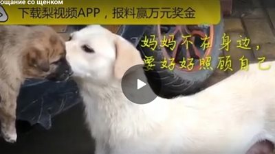 لقطات مؤثرة لكلبة تودع جروها الصغير (فيديو)