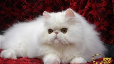 أسهل الطرق لتنظيف المنزل من «وبر» القطط