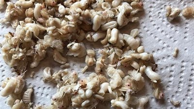 أكثر المتاحف «قرفا» في العالم (فيديو وصور)