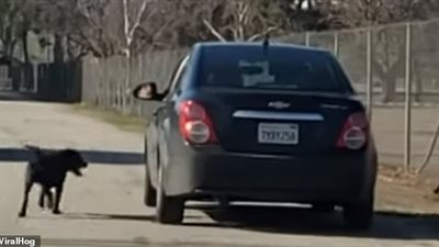 كلب يتوسل لصاحبه خلال محاولته التخلص منه (فيديو وصور)