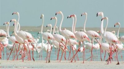 إنقاذ 3000 طائر فلامنجو «يتيم» بسبب جفاف مياه سد بجنوب أفريقيا