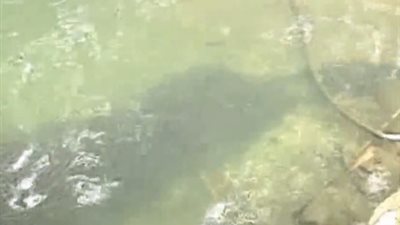 ظاهرة نادرة لآلاف الأسماك يغزون حافة نهر صيني (فيديو)