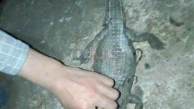 العثور على تمساح في ترعة بالدقهلية (صور)