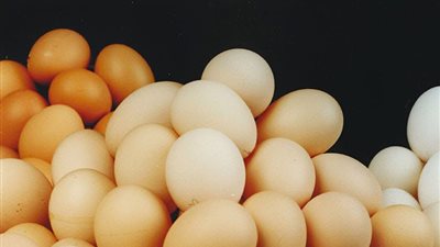 صفعة كل موسم.. أسعار البيض تنهار والتخلص من القطعان هو الحل