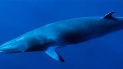 «علوم البحار» يستعد لحصر الكائنات البحرية المهددة بالانقراض