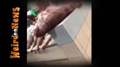 بالفيديو.. سمكة ضخمة تهاجم فتاة خليجية بأحد الأسواق