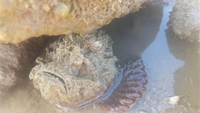 هل يمكنك العثور على سمكة سامة في هذه الصورة؟