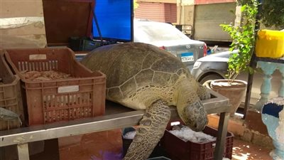 البيئة تنجح في إنقاذ سلحفاة بحرية مهددة بالانقراض