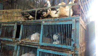 بالصور.. الدواجن البلدي تسجل 42 جنيها للكيلو