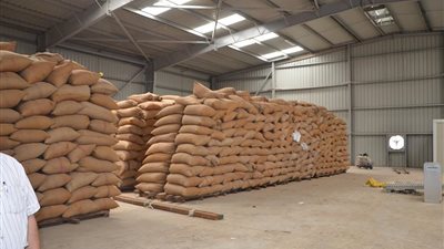 حملات مفاجئة على شون وصوامع القمح بكفر الشيخ