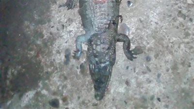 تفاصيل العثور على تمساحين في ترعة ري بالدقهلية (صور)