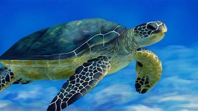 حيوانات نادرة تم تهريبها خارج مصر.. إسرائيل تخطف «الكلب الكنعاني» وتسجله باسمها.. مطالبات للمسئولين بإنقاذ «التيل» من السرقة والانقراض.. وضبط موظف بسبب سرقة الحيوان المنوي للخيول ا