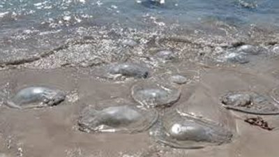 في 4 خطوات.. كيف تتعامل مع لسعات قناديل البحر