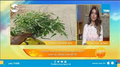 الزراعة تكشف حقيقة تأثير فيروس الطماطم على صحة الإنسان (فيديو)