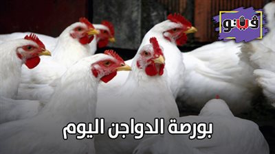 بورصة الدواجن اليوم | أسعار الدواجن اليوم الثلاثاء 2/ 7/ 2019