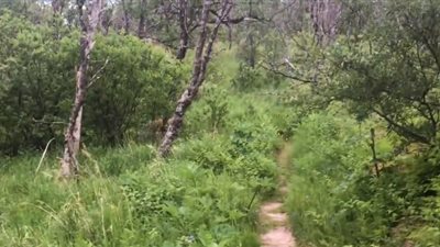 دب يفاجئ عروسين في شهر العسل (فيديو)