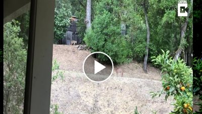 شجار بين أسد وذئبين في حديقة منزل امرأة (فيديو)