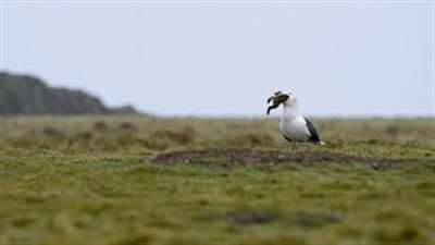 نورس يبتلع أرنب بأكمله في مشهد مروع (فيديو)