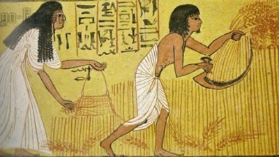 دراسة إسرائيلية: زراعة القمح والذرة صنعت حضارة الفراعنة