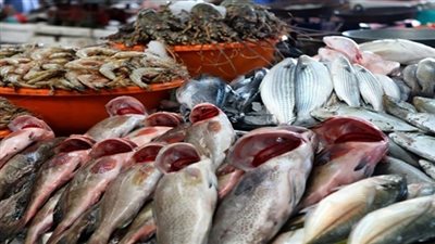 شعبة الأسماك: مد العمل بقرار فرض رسوم الصادر يساهم في استقرار الأسعار