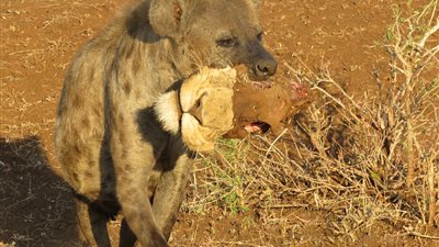 بالصور.. «رأس أسد» أغرب وجبة لضبع بجنوب أفريقيا