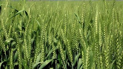 186 ألفا و549 فدانا إجمالي المساحة المنزرعة بالقمح في الوادي الجديد