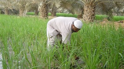 «برلماني»: الزراعة تواجه خطة ممنهجة للقضاء عليها