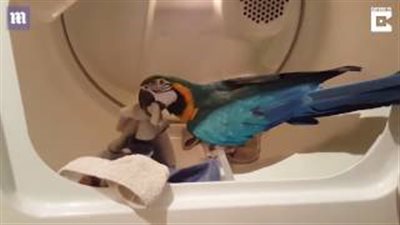بالفيديو والصور.. ببغاء يفرغ غسالة الملابس يوميا لصاحبته