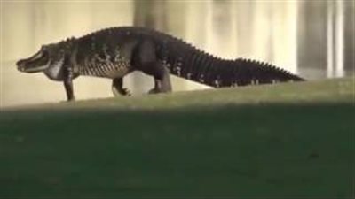 بالفيديو والصور.. مشهد غريب لأنثى تمساح تقود صغارها الكثيرين