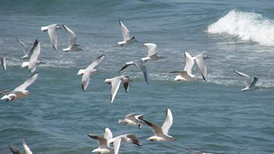 مصر تستضيف اجتماع «الصيد غير القانوني» للطيور المهاجرة