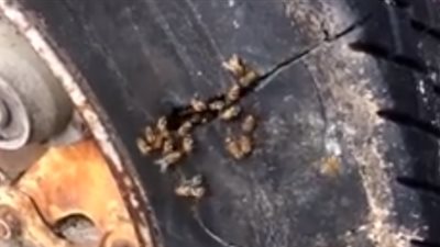 صياد يتخلص من خلية نحل كبيرة احتلت إطار سيارة (فيديو)