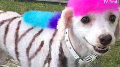 انتقادات تلاحق امرأة صبغت كلبها بلون فستانها (فيديو)