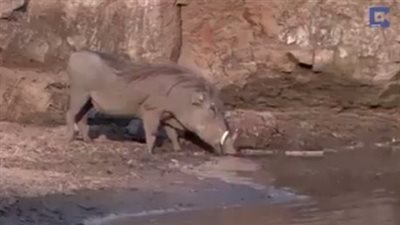 بالفيديو.. الحيوانات الأكثر حظا في العالم تنجو من الموت