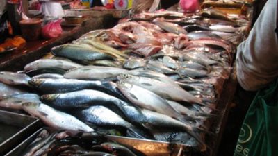 بعد غلاء الأسماك.. 9 أنواع للطعوم «علشان تصطاد ببلاش».. تقرير