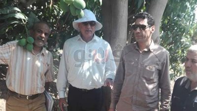 «زراعة الإسماعيلية» تنجح في القضاء على العفن الهبابي بالمانجو 