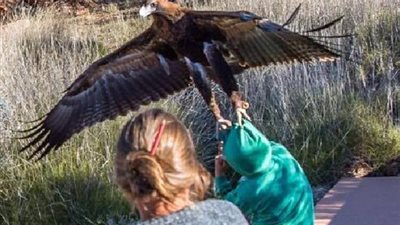 بالصور.. نسر يهاجم طفلا بمتنزه أسترالي