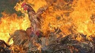 حريق يلتهم مزرعة دواجن بروضة دمياط