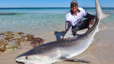 صياد يسحب سمكة قرش ضخمة مرة أخرى للمياه (صور)