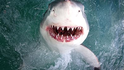 ابتسامة قرش تفاجئ مصورا بحريا (صور)